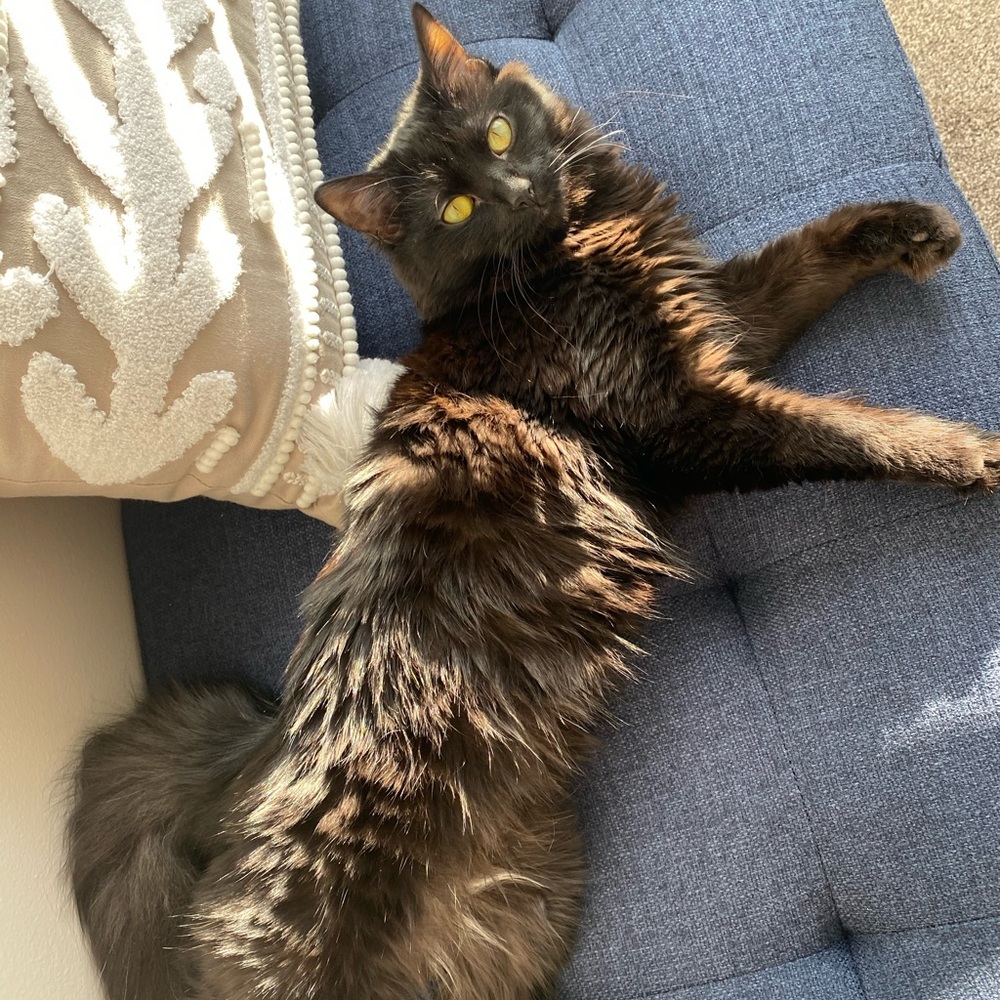 Fluffy - Picture 13 of 16